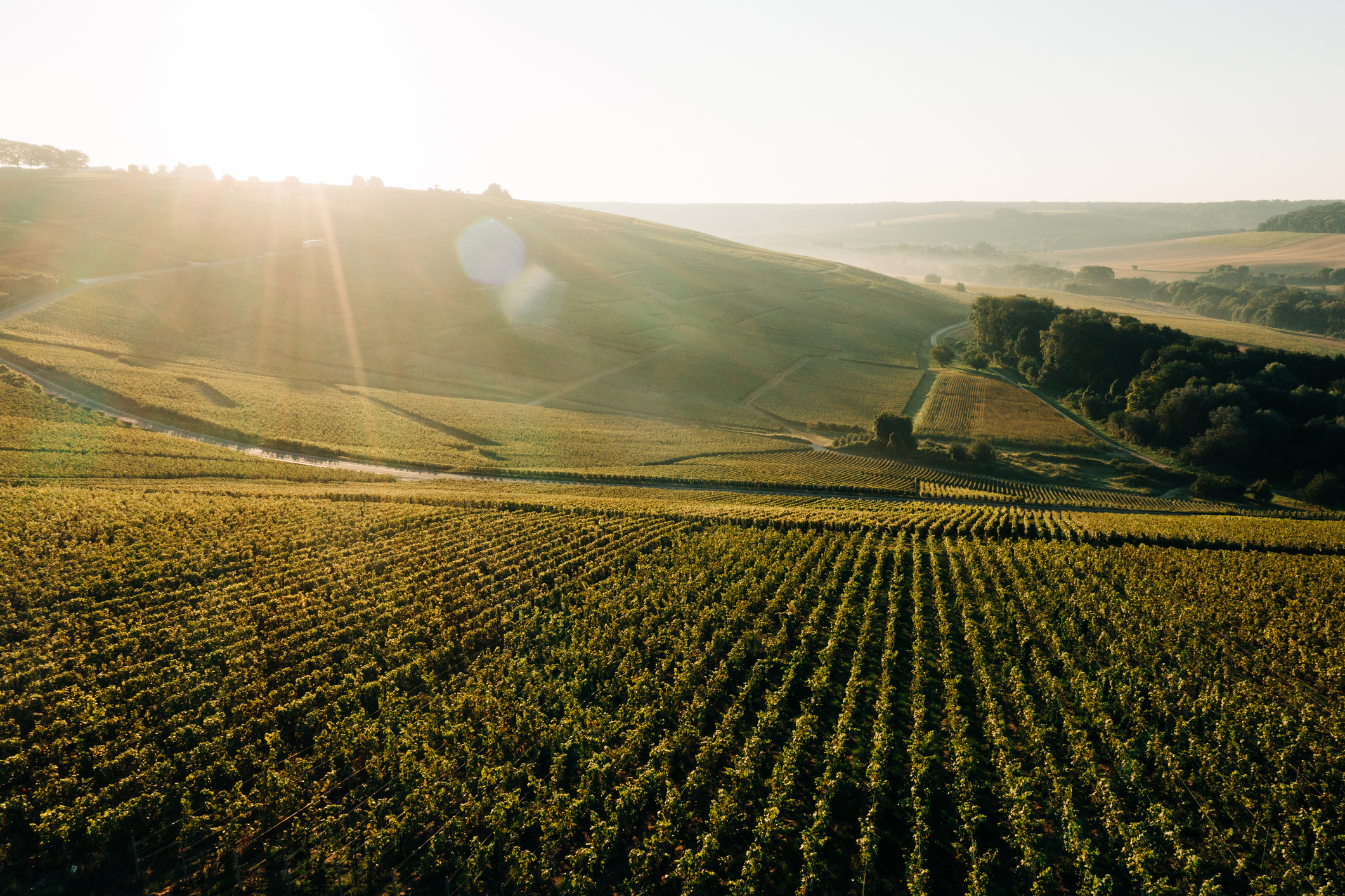 Vineyards in the Champagne region of France at sunrise - stock photo